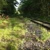 The trail pops out of the woods and parallels the train tracks for a couple hundred yards.  If you're lucky you might see a freight train running between Worcester and Gardner.