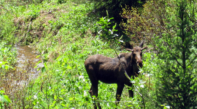 Bull moose off trail.