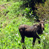 Bull moose off trail.