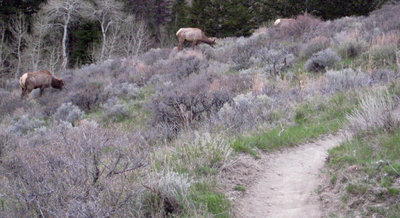 Reason why the trail has winter closure dates.