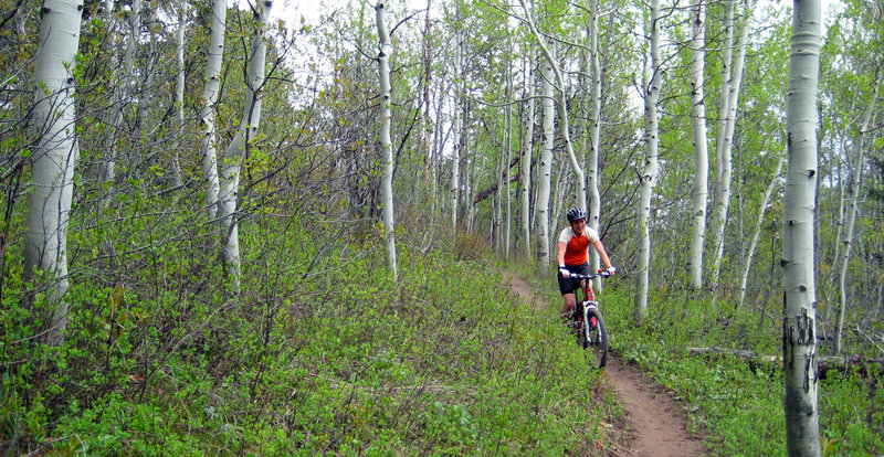 Aspens throughout the middle section.