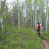 Aspens throughout the middle section.