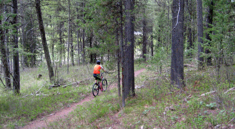 Pine tree riding on both ends of the trail.