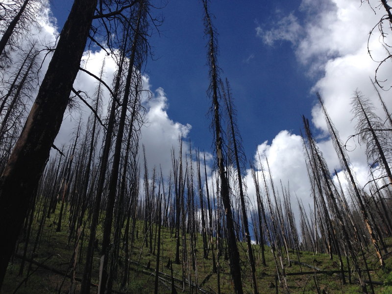 Getting into the heavy burn area close to the summit of this trail.  Though burn still amazing beautiful up there.