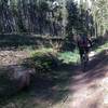 Hermit Placer Trail - flume section