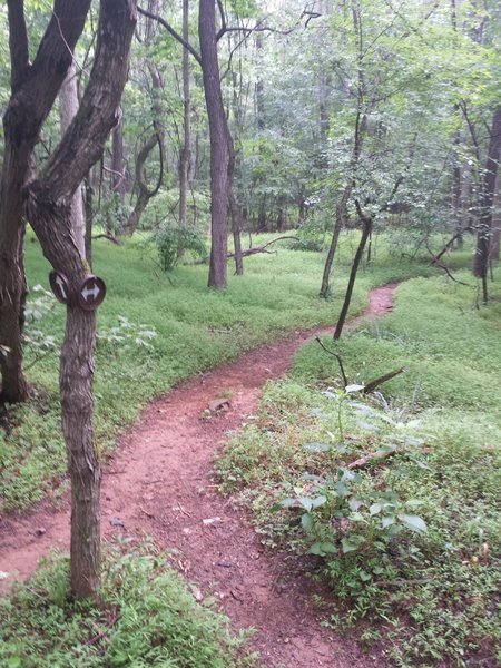 Start of Lowlands Loop