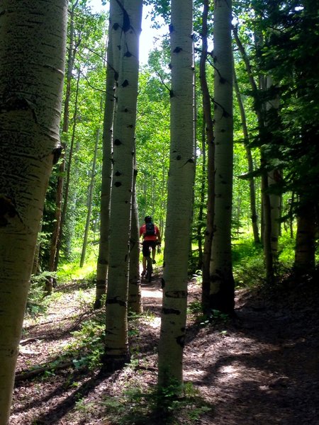 Through the aspen groves on Upper Lower.