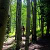 Through the aspen groves on Upper Lower.