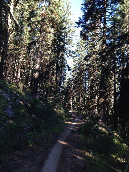 Upper Bull Gap Trail #1017