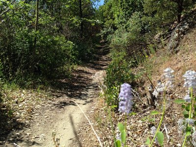Hitt Rd singletrack