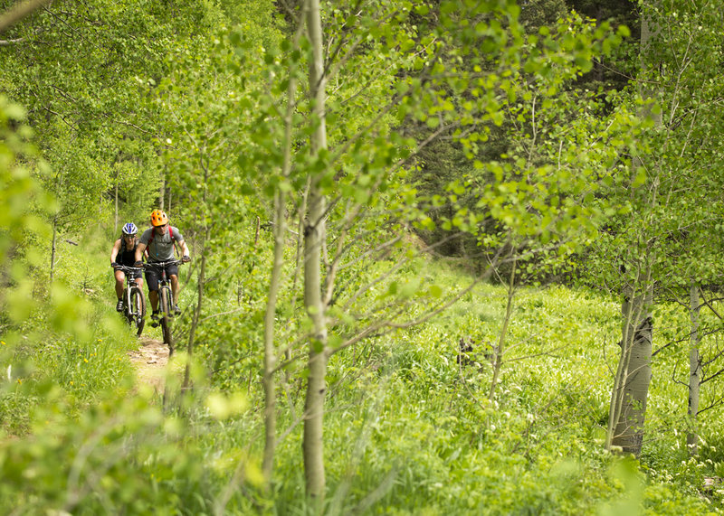 Climbing through aspens and meadows on the lower reaches of Tipperary