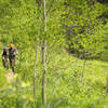 Climbing through aspens and meadows on the lower reaches of Tipperary