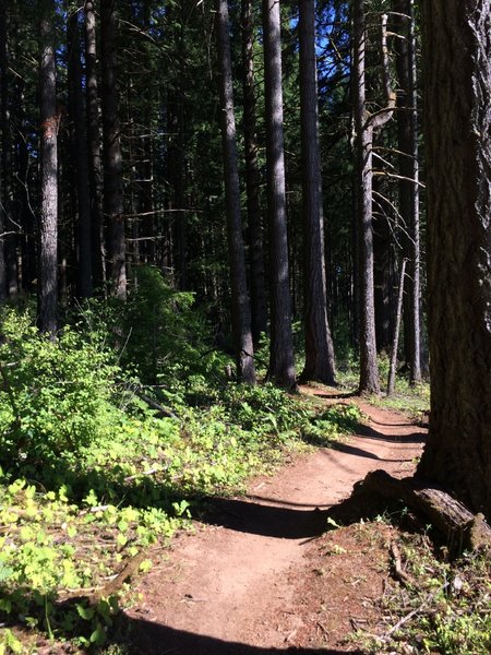 Awesome Loraine trail. Just built by mountain bikers for mountain bikers. Super fun singletrack that winds through beautiful forests with awesome downhills.