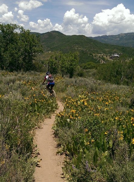 Meander through wildflower fields with views of town