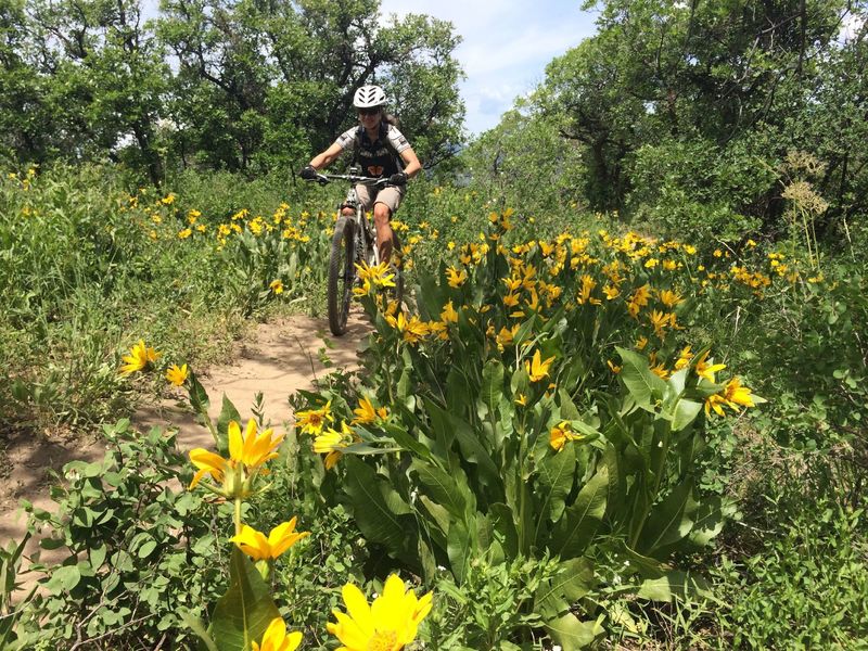 Larry's - one of our favorite trails in the area!