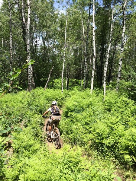 Lush ferns on MGM