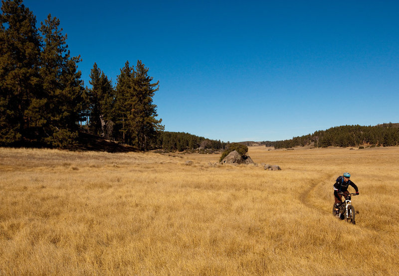 Alpine meadow in the Cleveland National Forest.