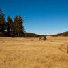 Alpine meadow in the Cleveland National Forest.