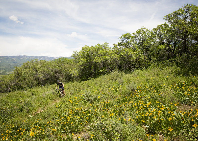 An open run of trail on Eye to Eye