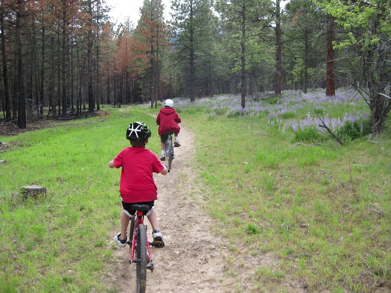 Riding through the lupine