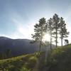 Evening light and arrow leaf balsam root add some joy to an after work ride.