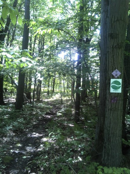 Beginner trail at Gannett Hill