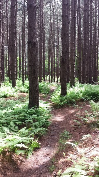 Pine grove, southern reach of Race Loop trail