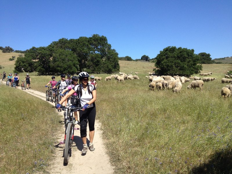 Best not to ride into the many, many sheep