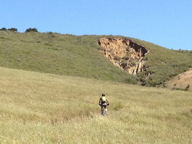 Rolling hills, sheep and wildflowers galore