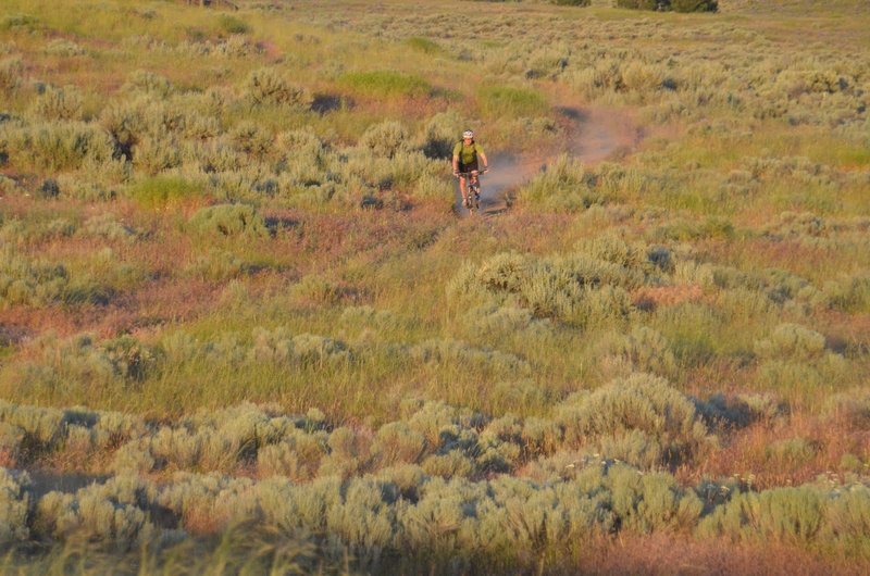 Sage at sunset