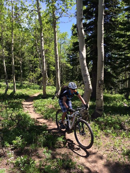 Aspen glade on Cathy's Cutoff