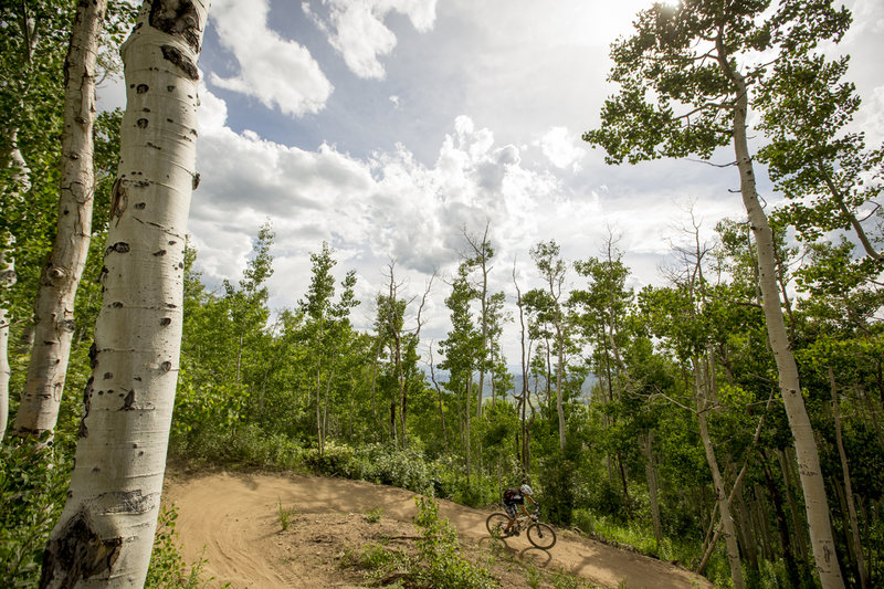 Big berms and big trees on the upper reaches of Tenderfoot.