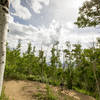 Big berms and big trees on the upper reaches of Tenderfoot.