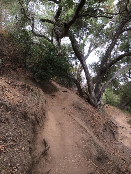 Singletrack through the Oak trees.