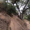 Singletrack through the Oak trees.