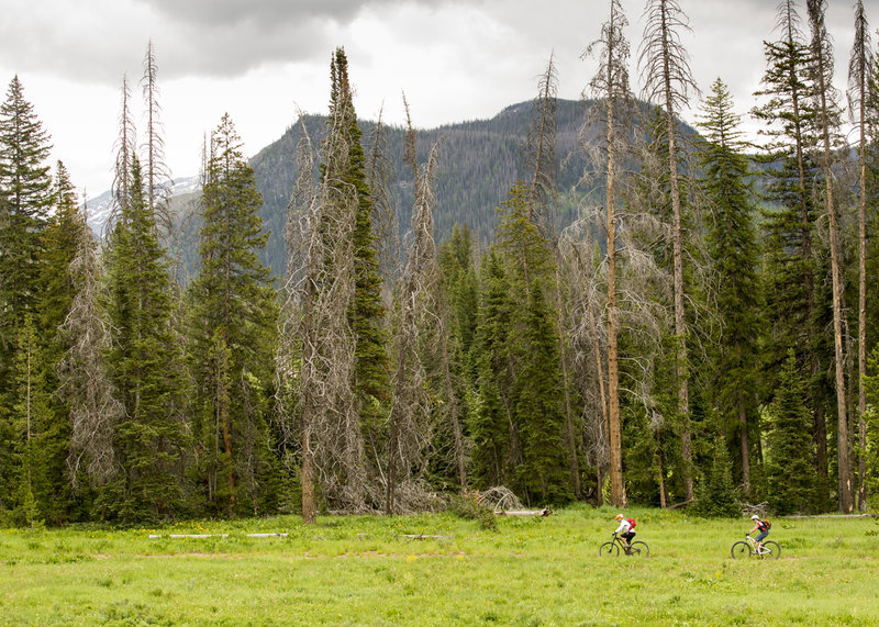 Diamond Park trail starts off through a big meadow.