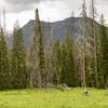 Diamond Park trail starts off through a big meadow.