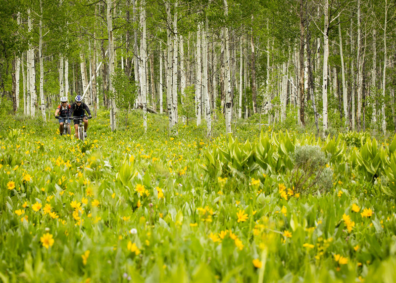 Pedaling out of the aspens and into the wildflowers on Coulton Creek trail.