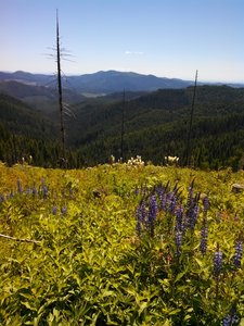 Lupine and bear grass on the road up to Bald Mountain Lookout.