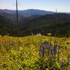 Lupine and bear grass on the road up to Bald Mountain Lookout.