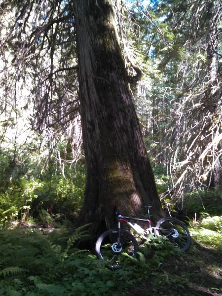 Western red cedar hear the base of Piah Creek, Tr 224B.