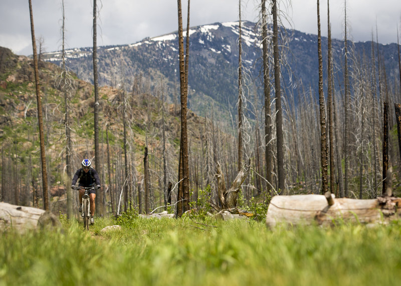 A rolling section of the Hinman Creek trail.