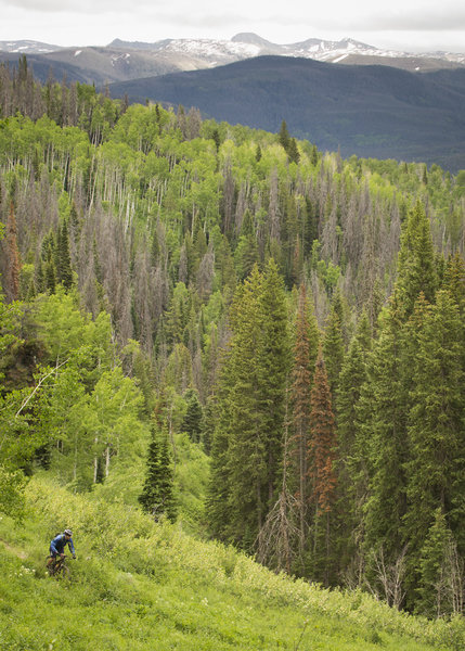 The frist big descent on Coulton Creek trail