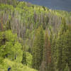 The frist big descent on Coulton Creek trail