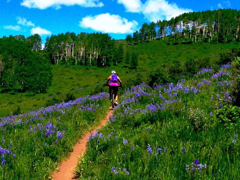 Riding through fields of Lupine.