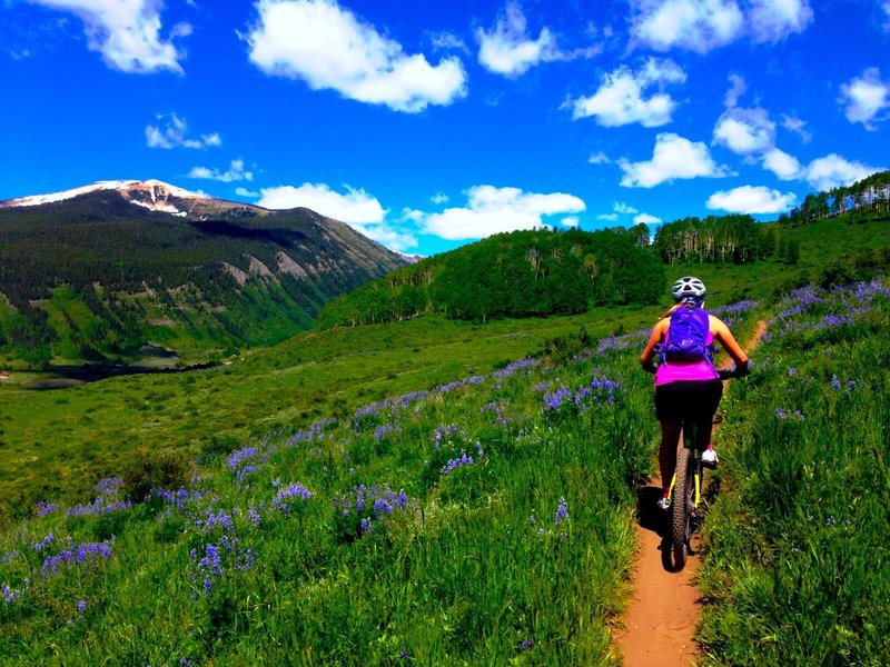 Lupine fields for miles...