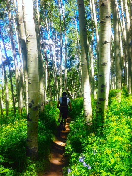 Short flowy segments through Aspen groves.