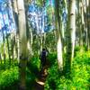 Short flowy segments through Aspen groves.