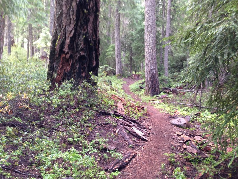 Brown Mountain Trail as it ascends towards the high point