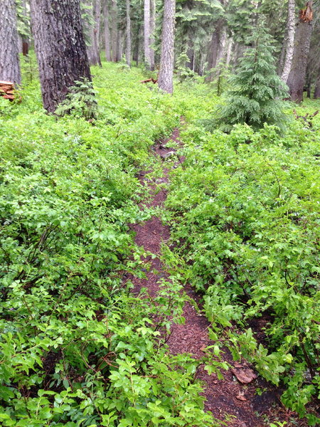 Huckleberry bushes along the gradual descent on the SE side of Brown Mountain
